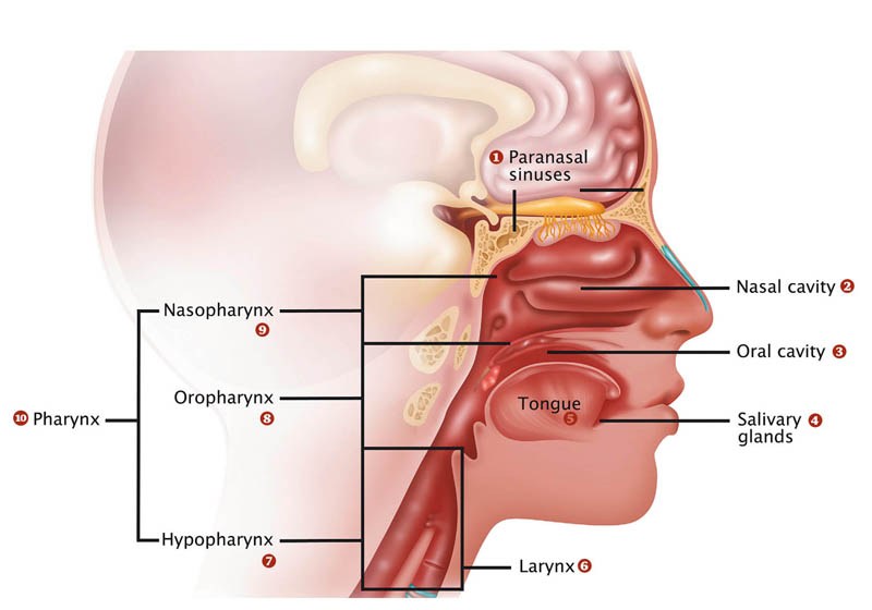 Les cancers de la tête et du cou, des maladies peu connues