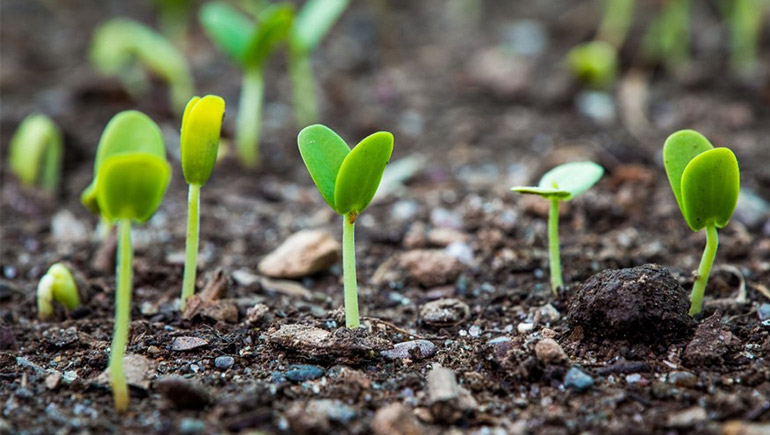 Nasce la foresta aziendale Bristol Myers Squibb grazie a Treedom