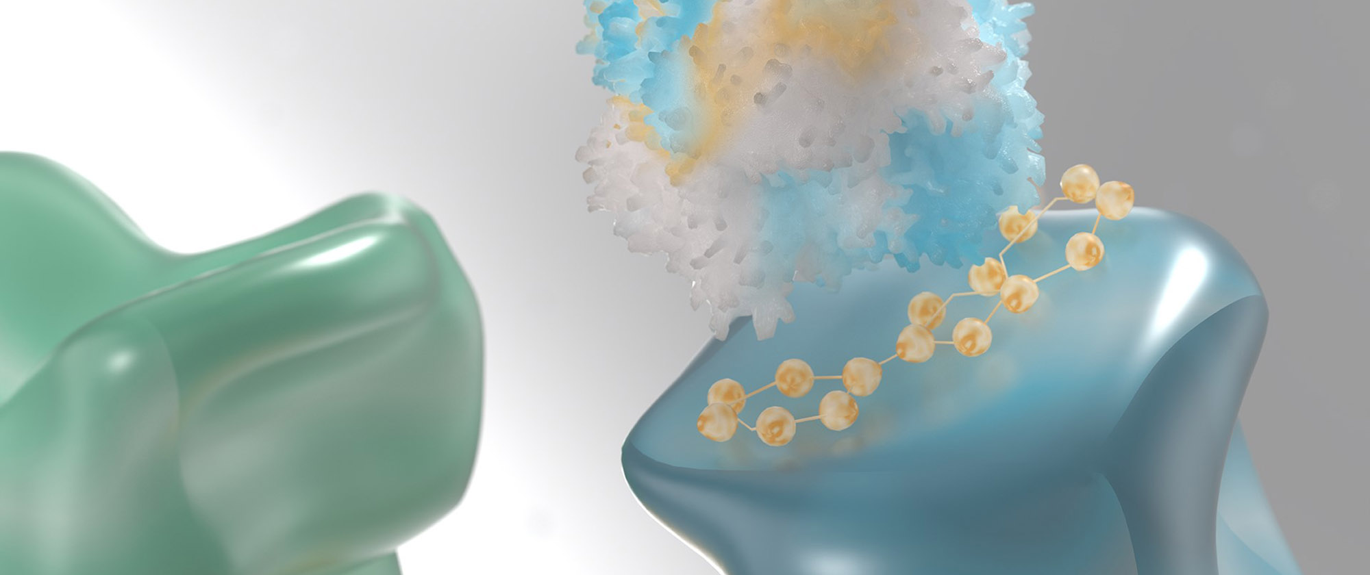 Illustration model of protein degradation