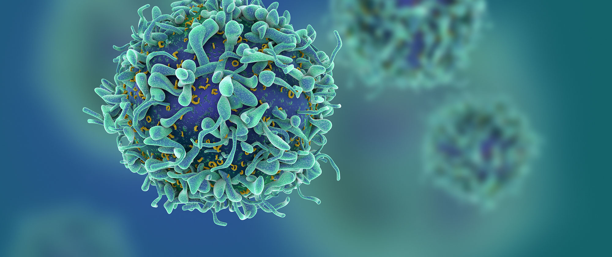 T cell image 